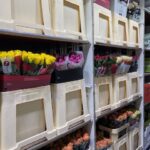 Bloemen Van den Hauwe