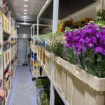 Bloemen Van den Hauwe