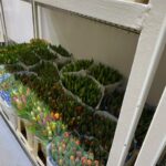 Bloemen Van den Hauwe