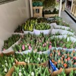 Bloemen Van den Hauwe