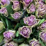 Bloemen Van den Hauwe